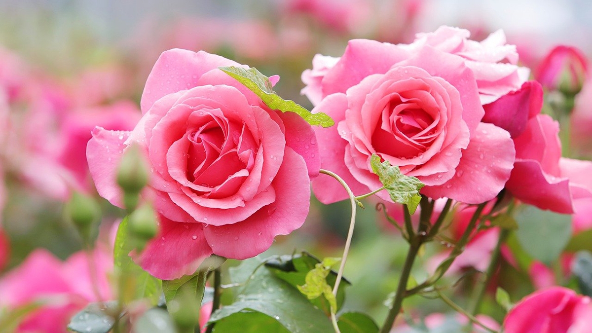 Rozw&oacute;j CMXCVIII