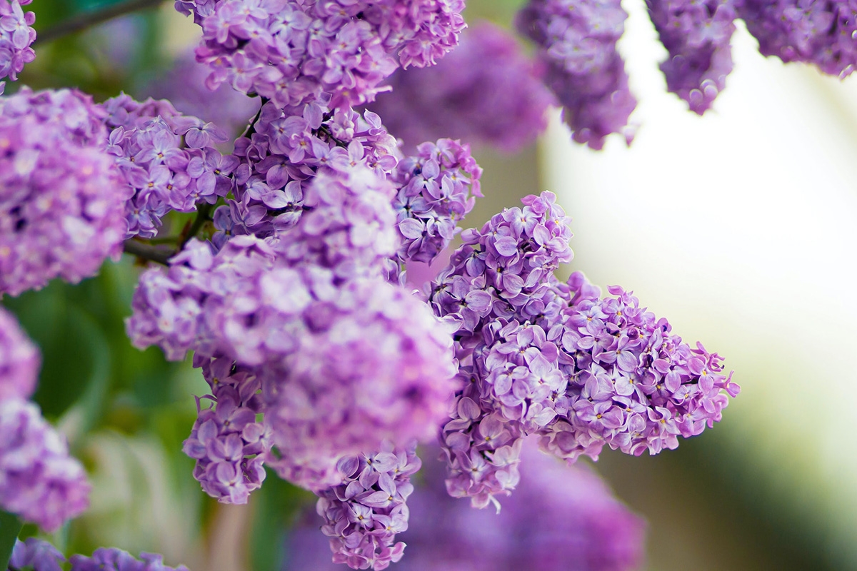 Rozw&oacute;j DCXCII