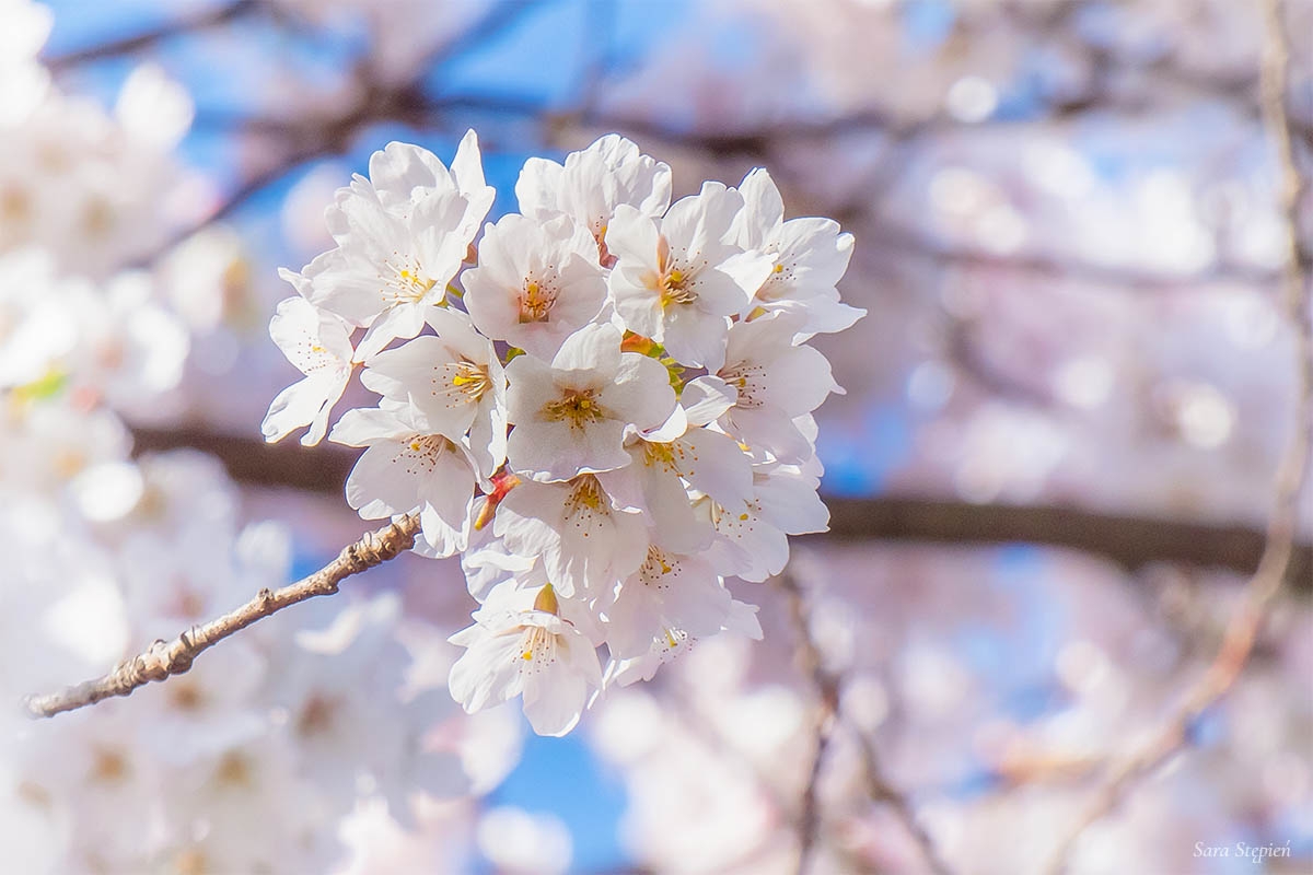 Rozw&oacute;j CMXXXI