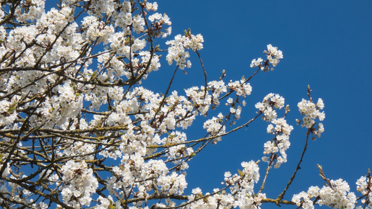 Rozw&oacute;j MDLXXI