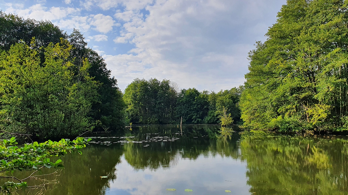 Rozw&oacute;j MCCXCIII