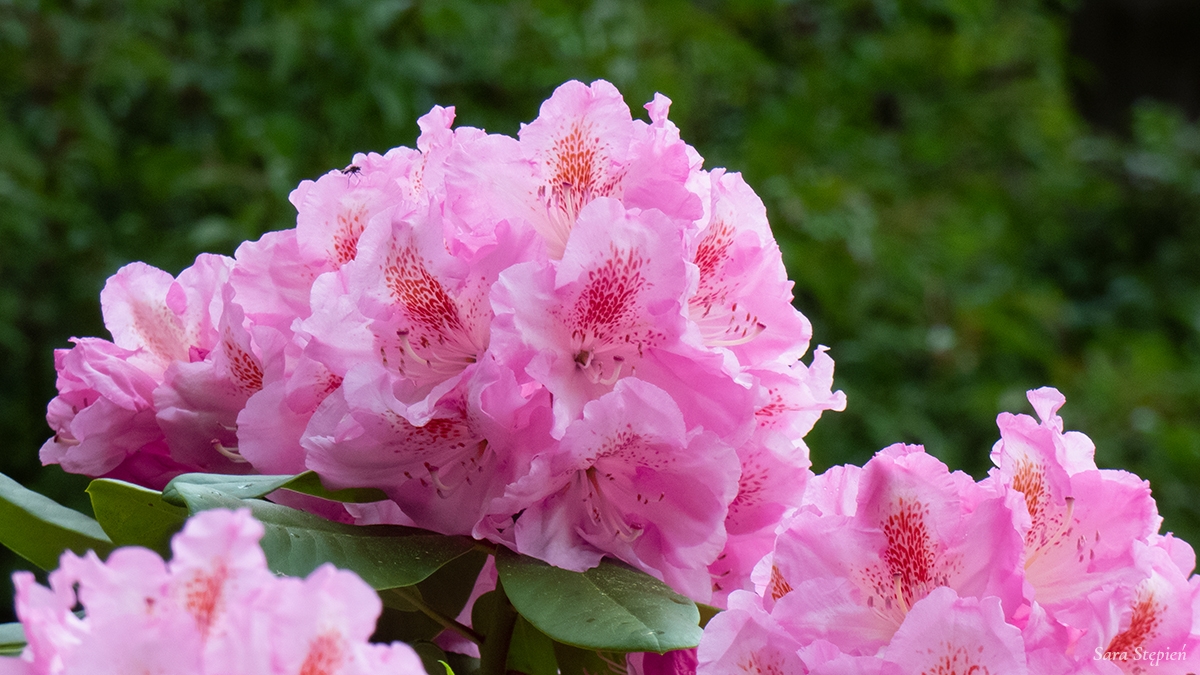 Rozw&oacute;j MCCXXX