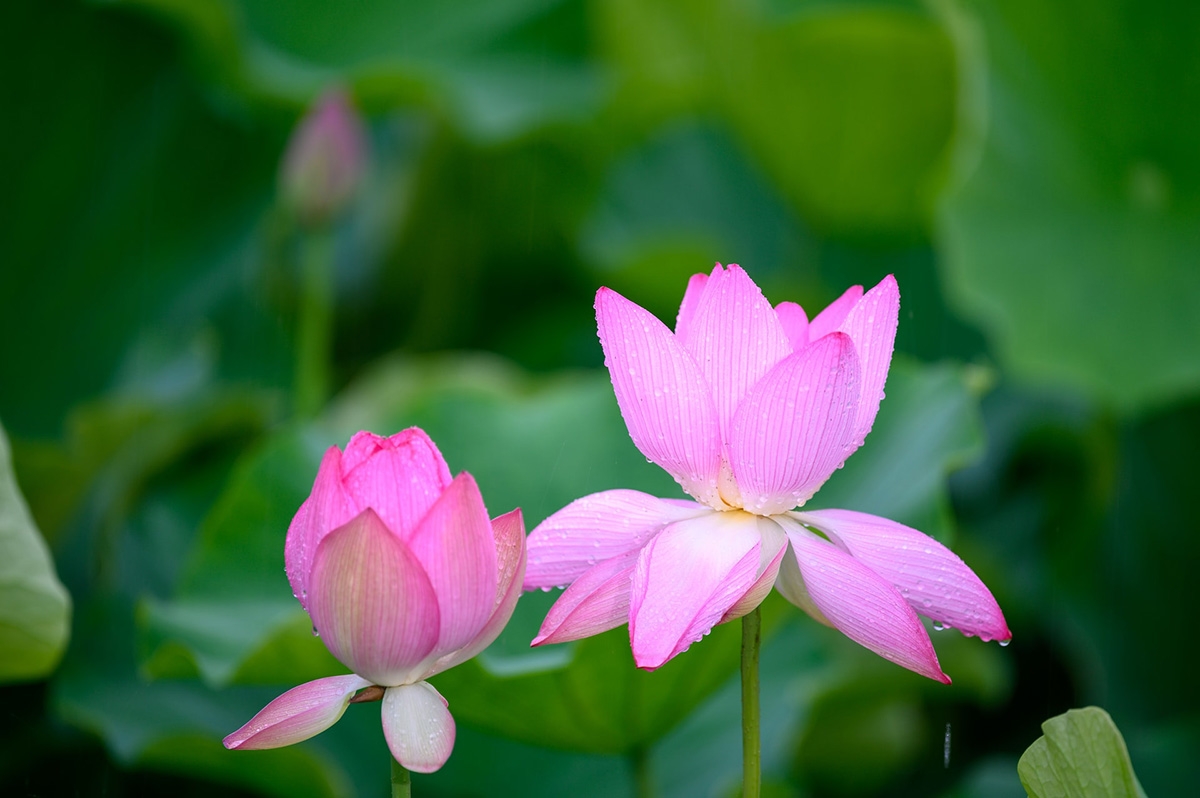 Rozw&oacute;j DCXCIV