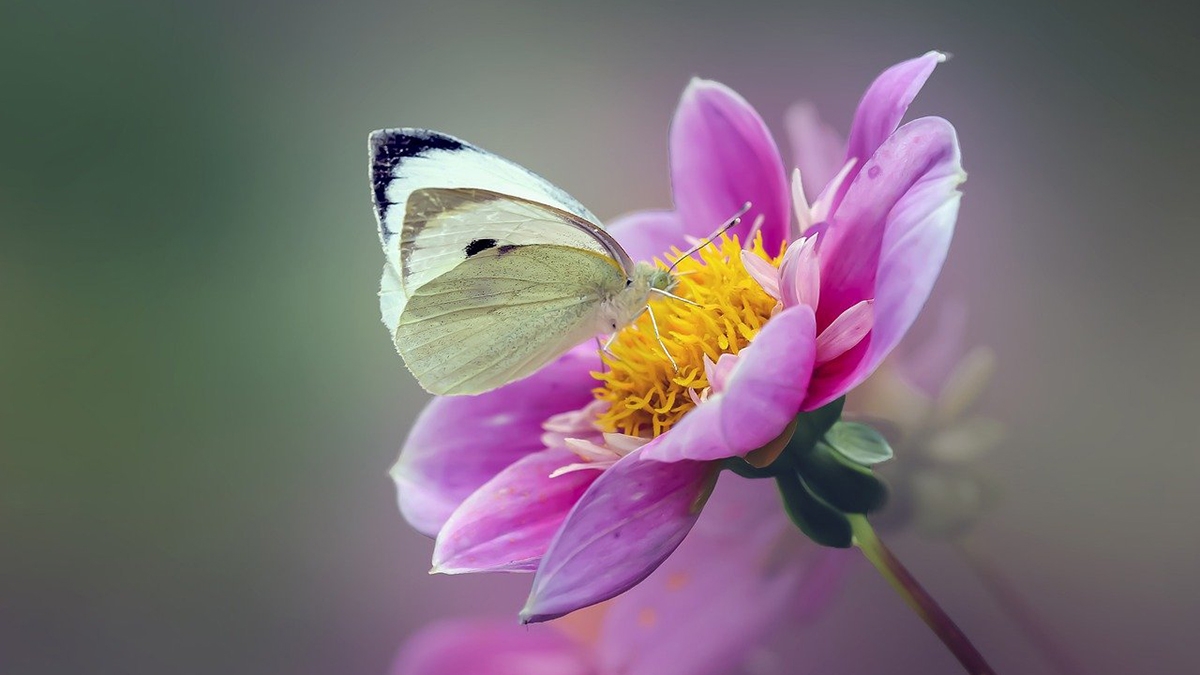 Rozw&oacute;j CMLXXXVIII