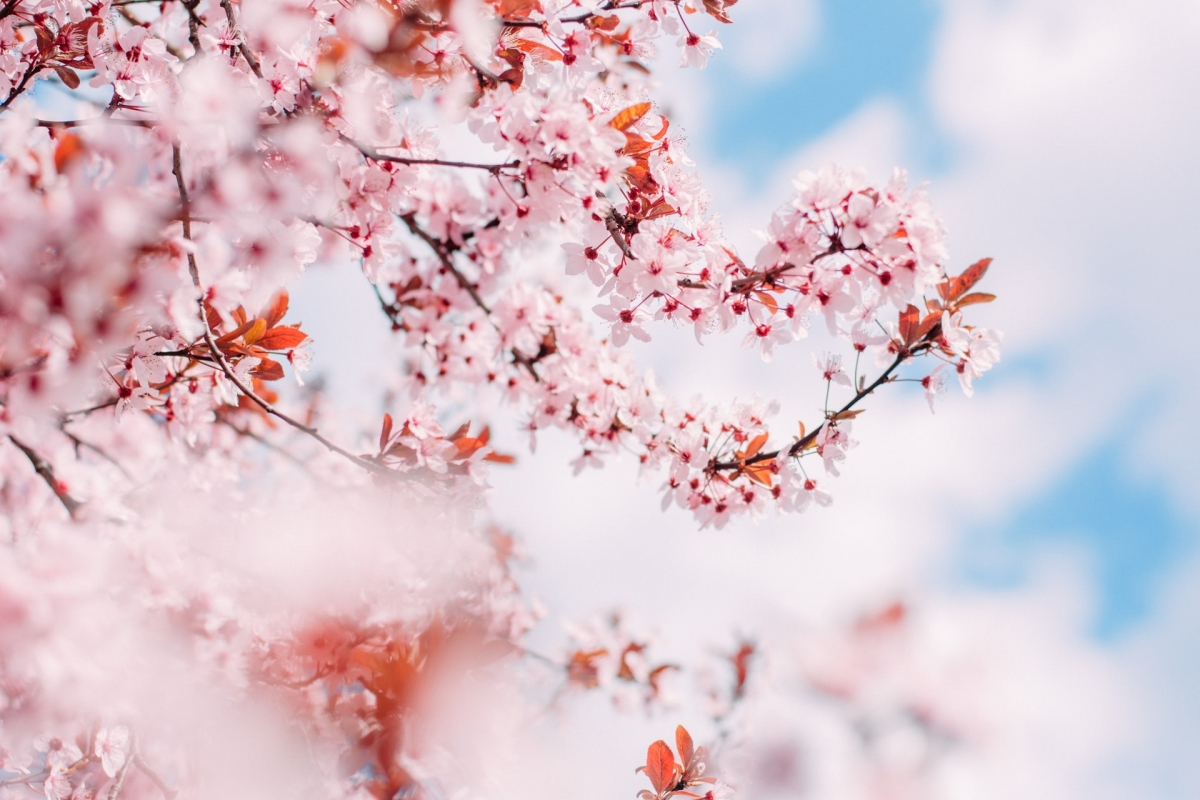 Rozw&oacute;j CMXXIX