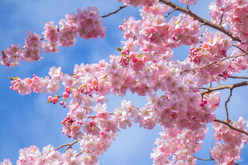 Rozw&oacute;j LXXVII