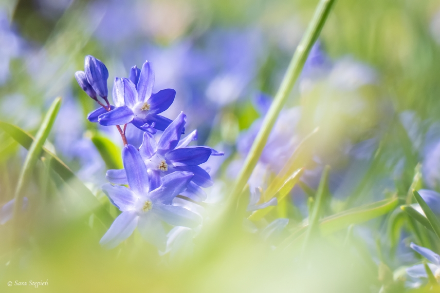 Rozw&oacute;j CDXXII