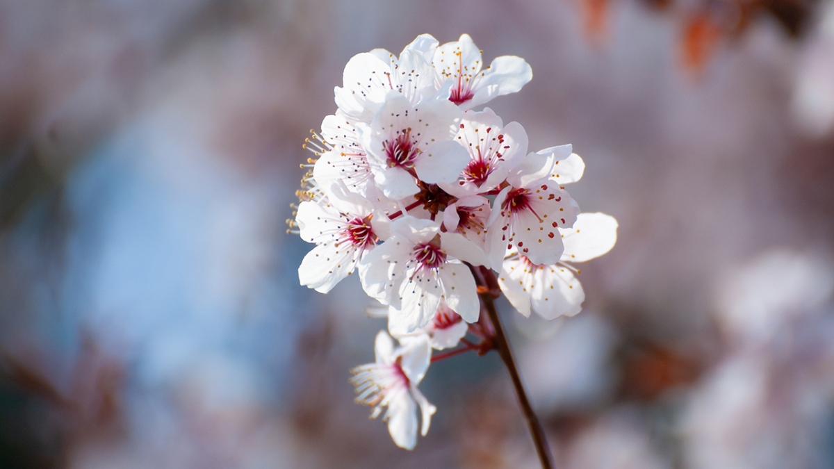 Rozw&oacute;j MCCCXLI