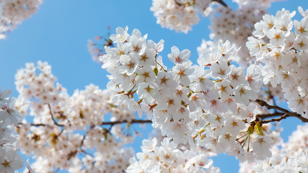 Rozw&oacute;j CMXLII