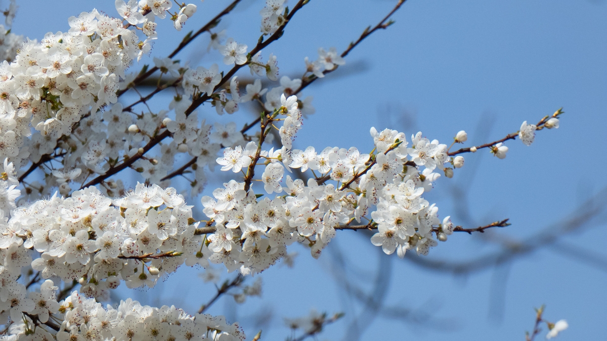 Rozw&oacute;j MDLXII