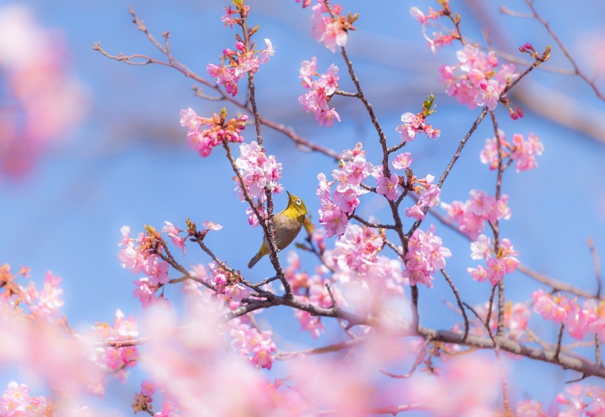 Rozw&oacute;j CMXVIII