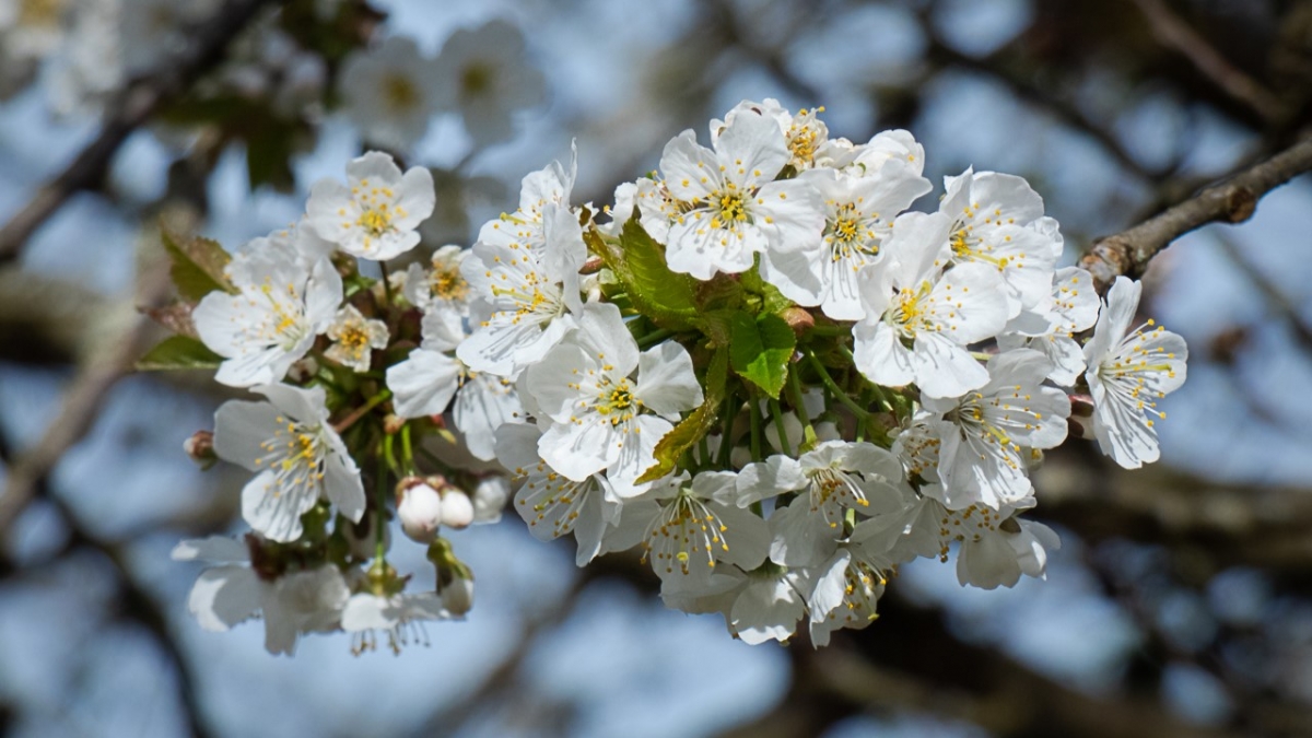 Rozw&oacute;j MCCCXLIV