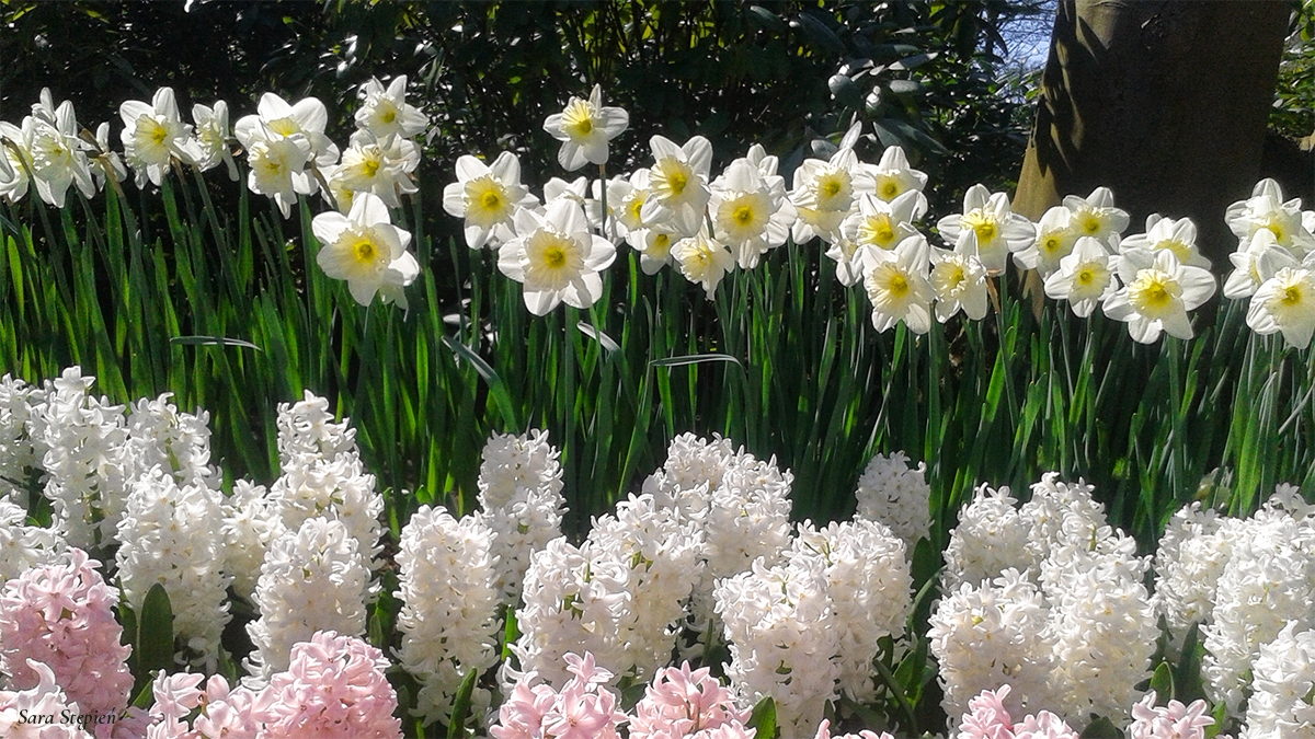 Rozw&oacute;j LXXXVII