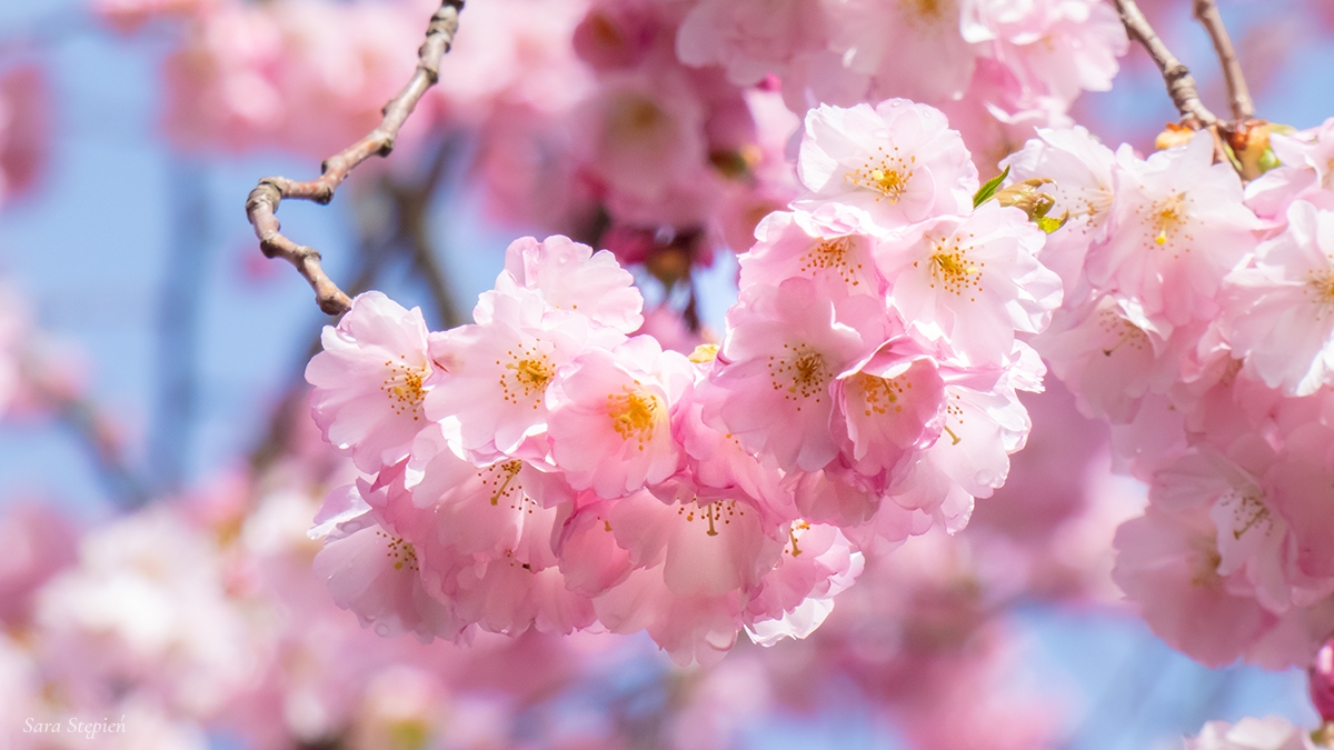 Rozw&oacute;j MCVIII