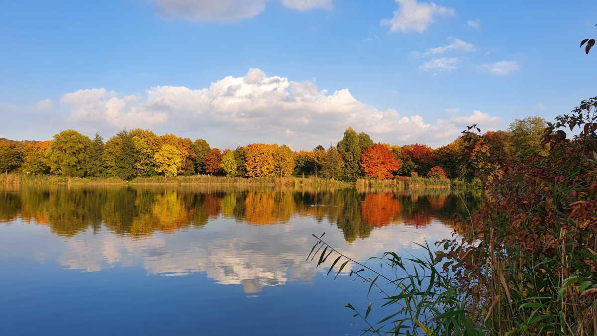 Rozw&oacute;j MCCCXVII