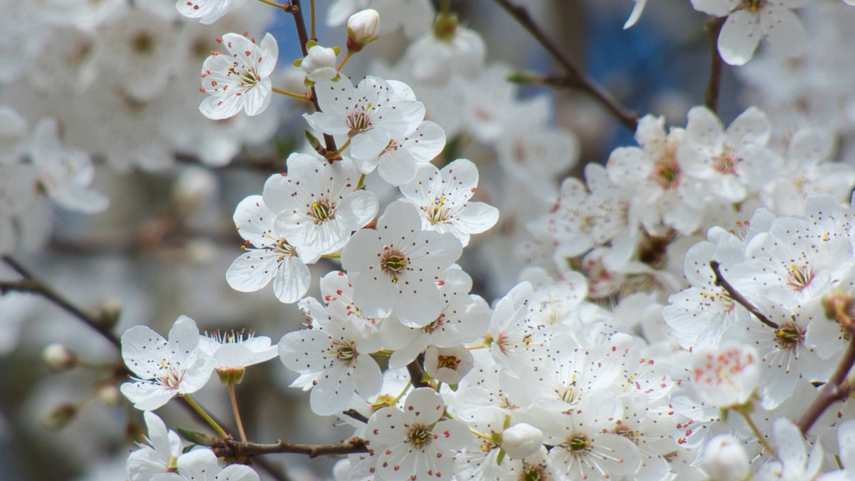 Rozw&oacute;j MDLXVI