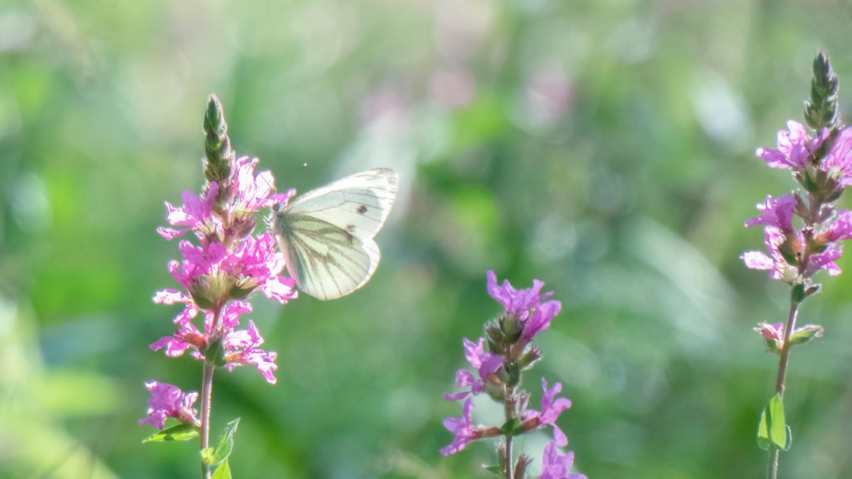 Rozw&oacute;j MCCCLVI