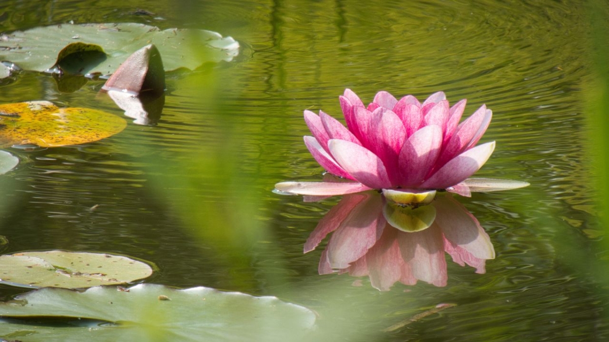 Rozw&oacute;j MDXVIII