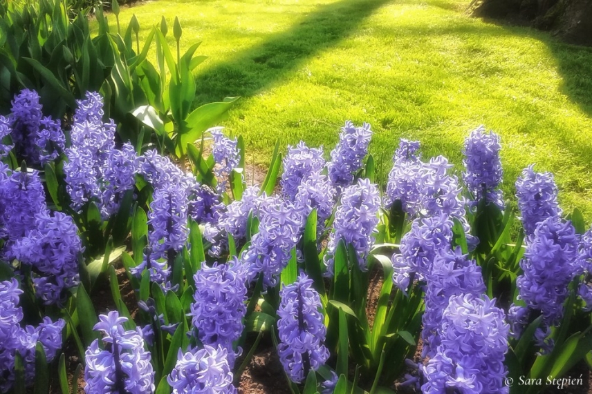 Rozw&oacute;j CDXXXI