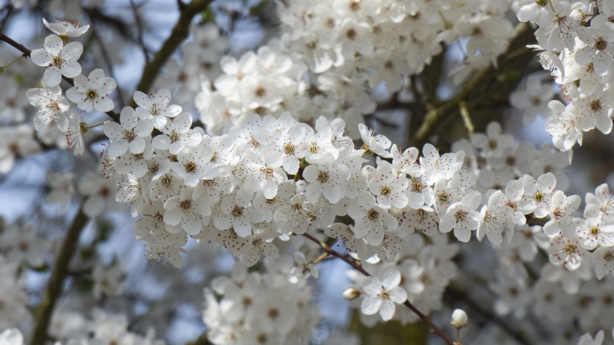 Rozw&oacute;j MCDXII