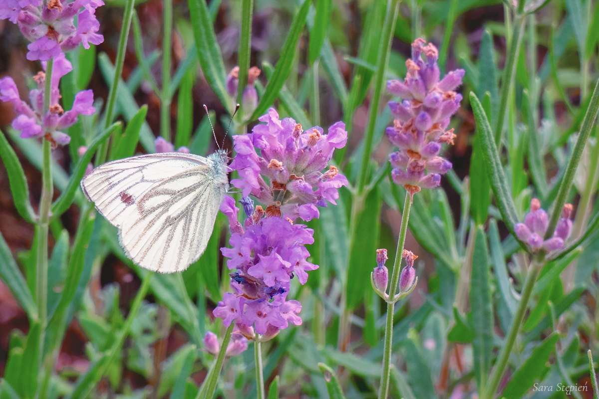 Rozw&oacute;j DCCXLIII