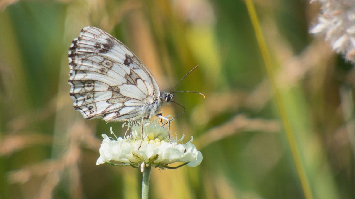 Rozw&oacute;j MDXIII