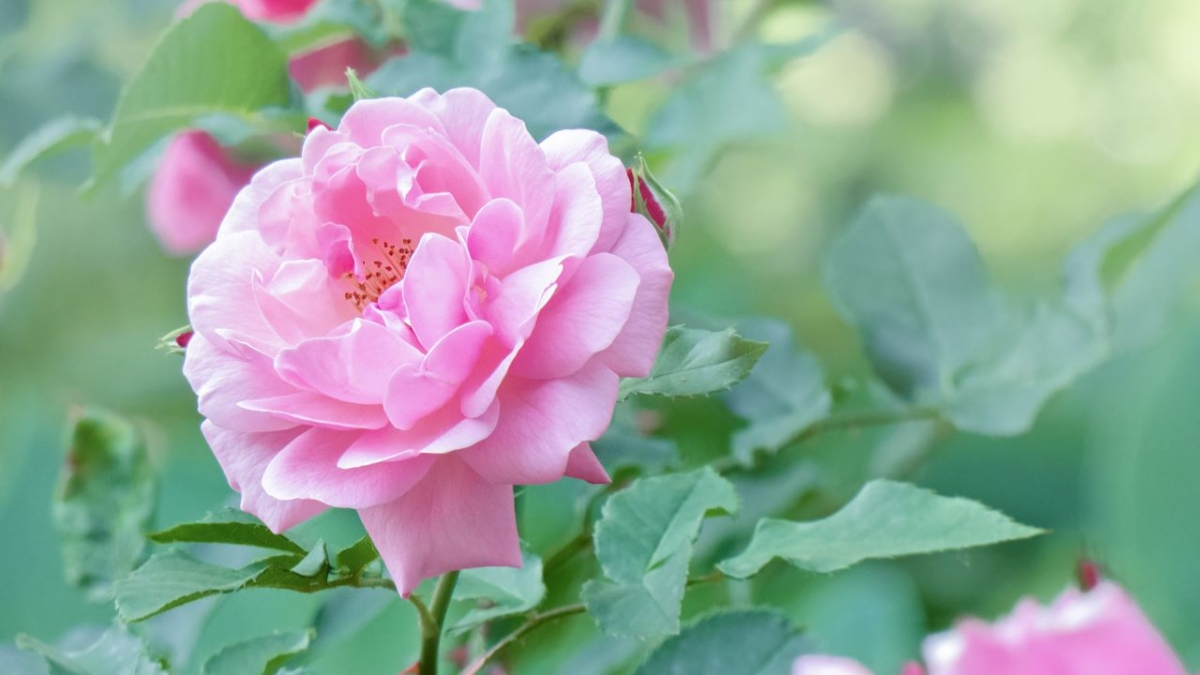 Rozw&oacute;j MCCCLV