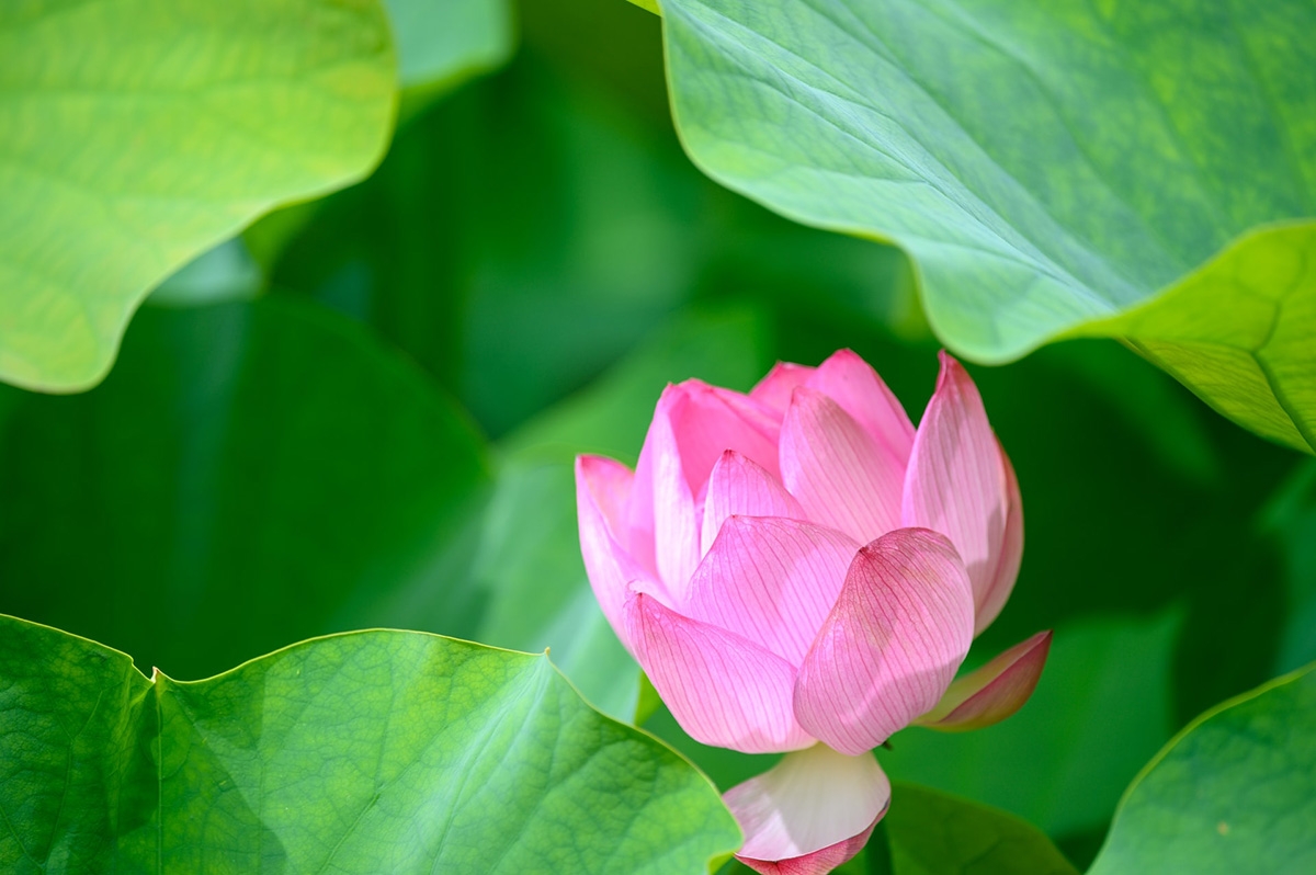 Rozw&oacute;j DCXCIII