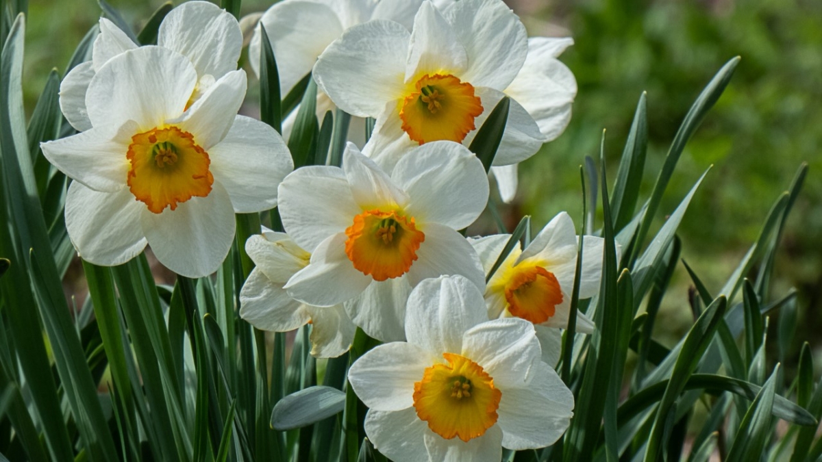 Rozw&oacute;j MCCCXLVI