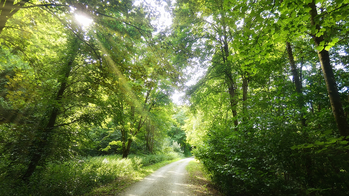 Rozw&oacute;j MCCLXVII