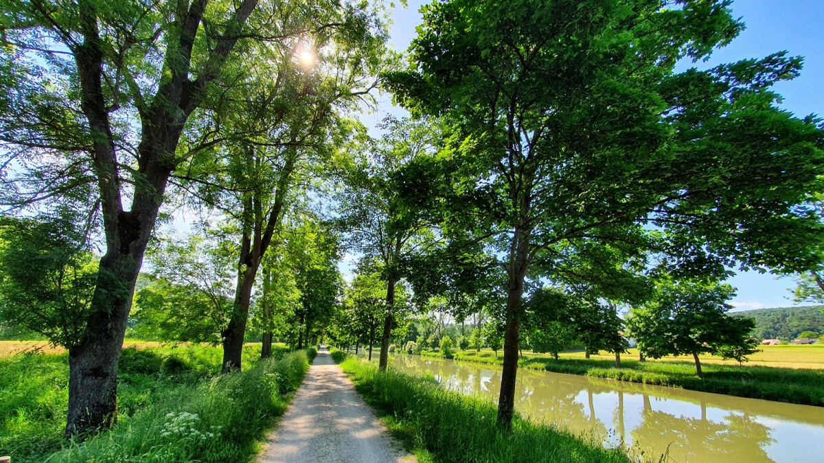 Rozw&oacute;j MDLXXXVII