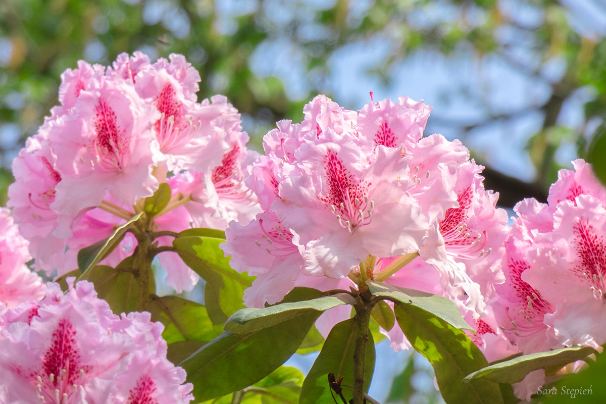 Rozw&oacute;j DCCXIII