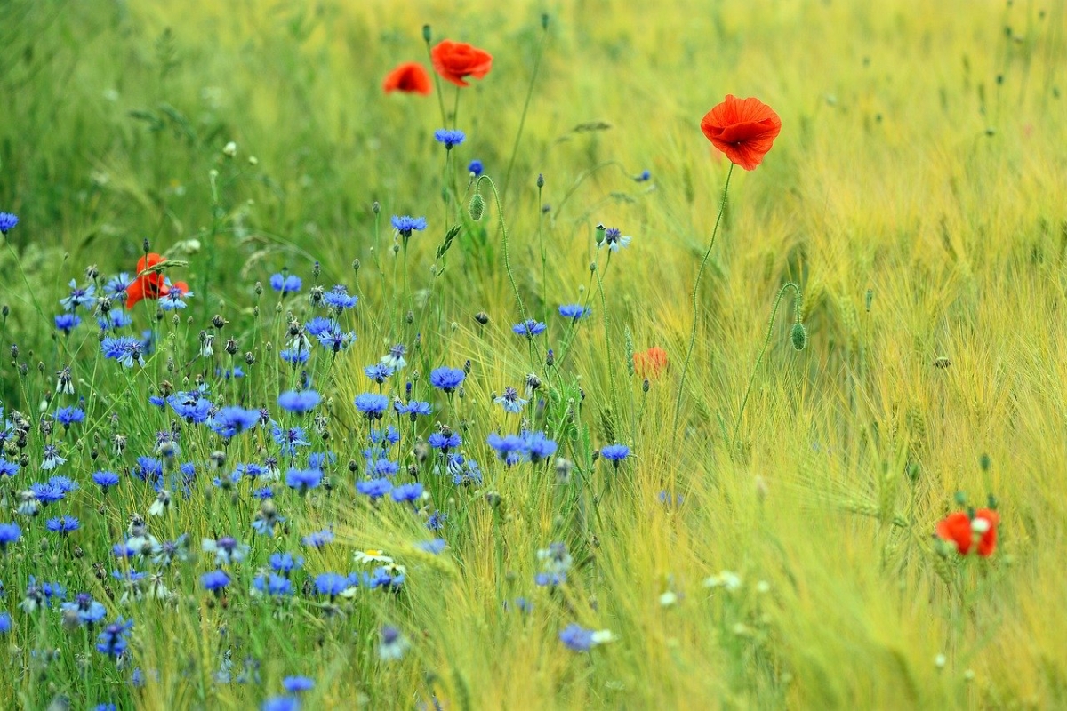 Rozw&oacute;j DCCLXXV