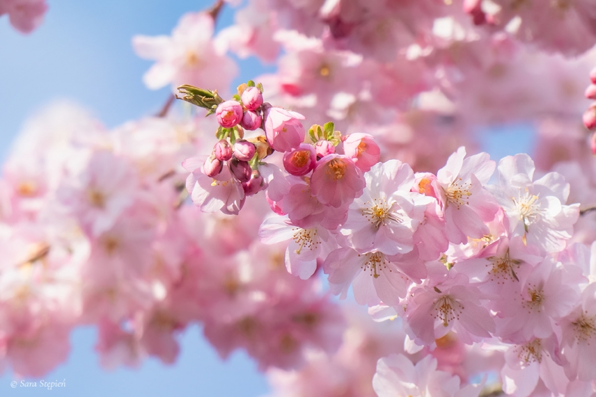 Rozw&oacute;j LXXVIII