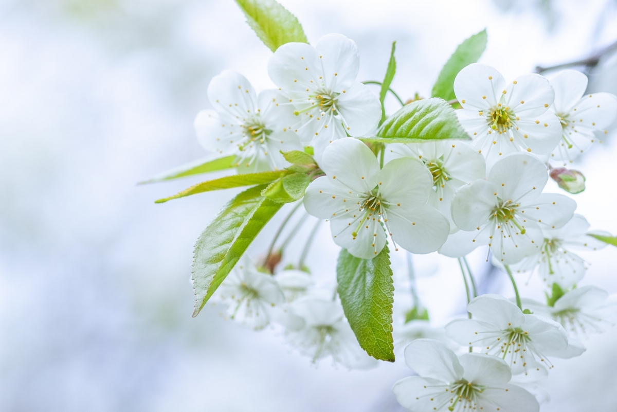 Rozw&oacute;j CMXXIII