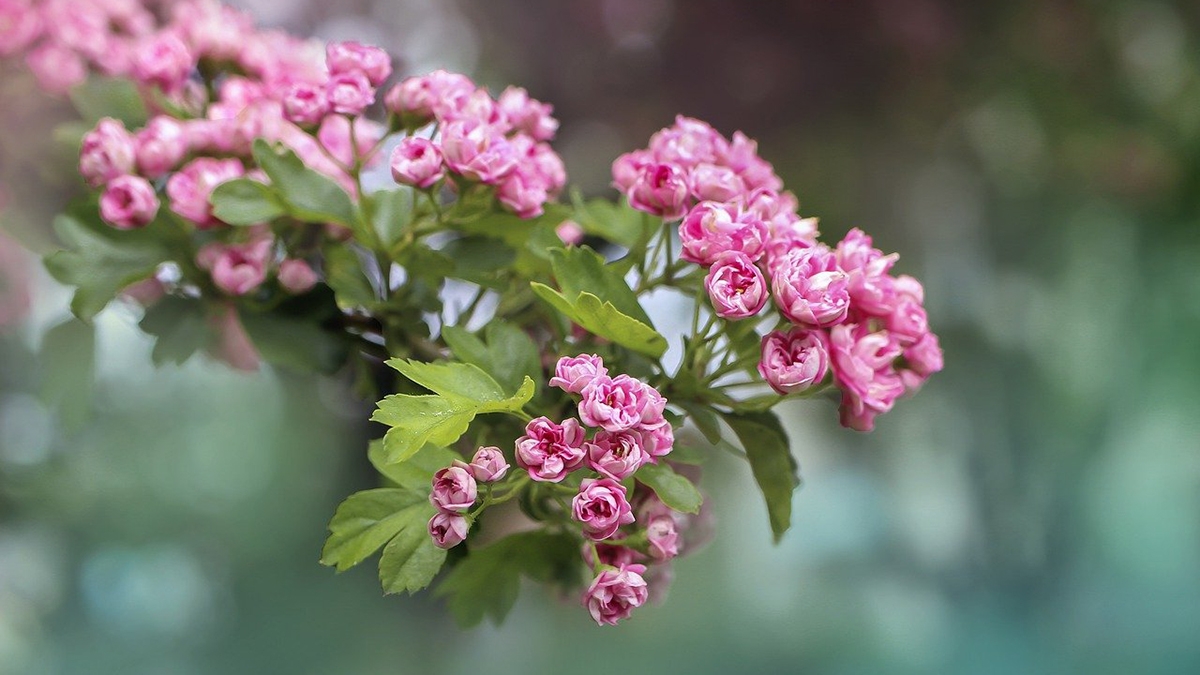 Rozw&oacute;j CMLXXXIX