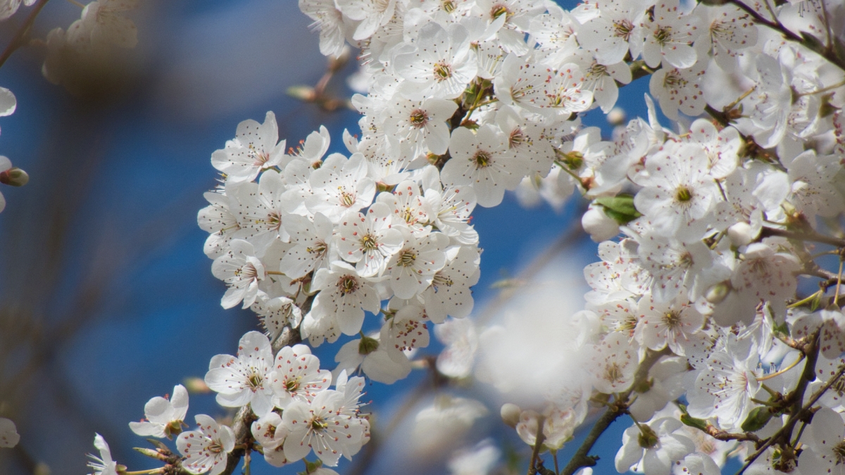 Rozw&oacute;j MDLXXII