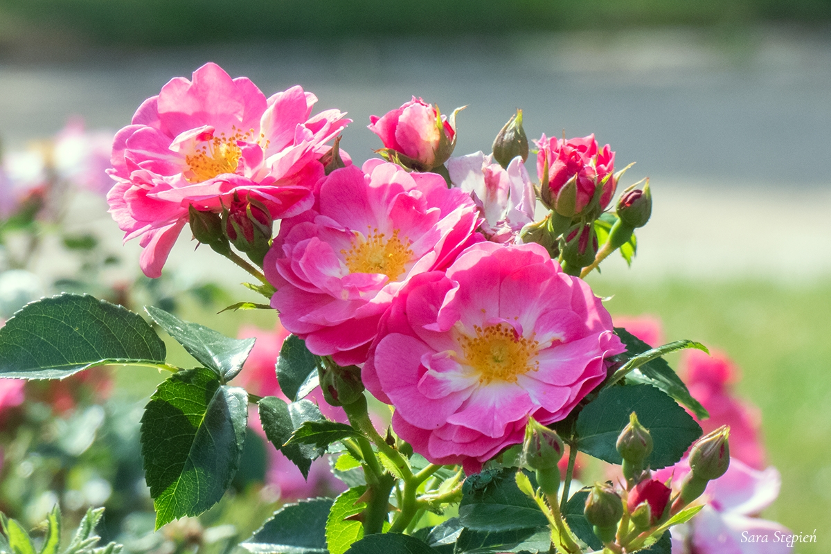 Rozw&oacute;j DCCVIII