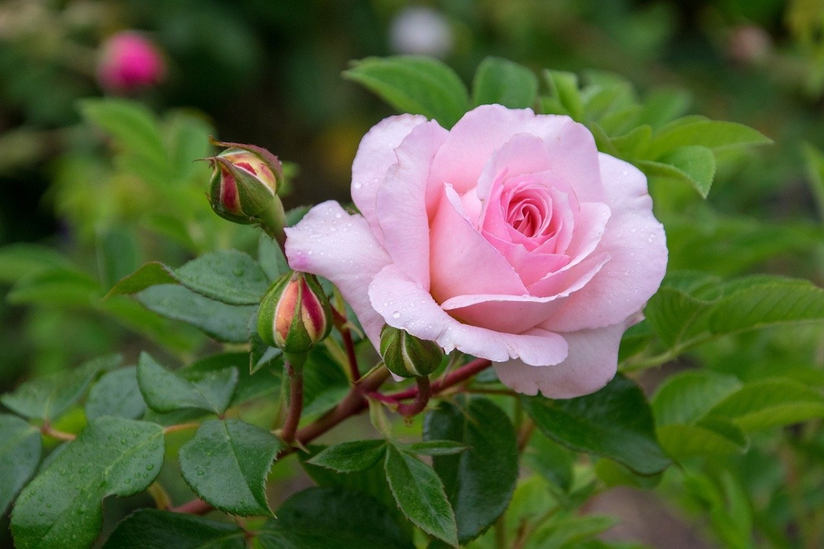 Rozw&oacute;j DCCLXXXIX