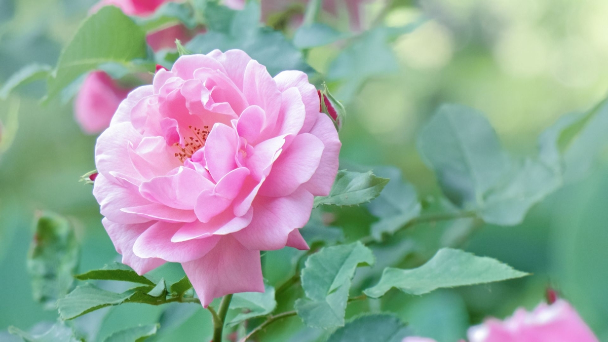 Rozw&oacute;j MDXXIII