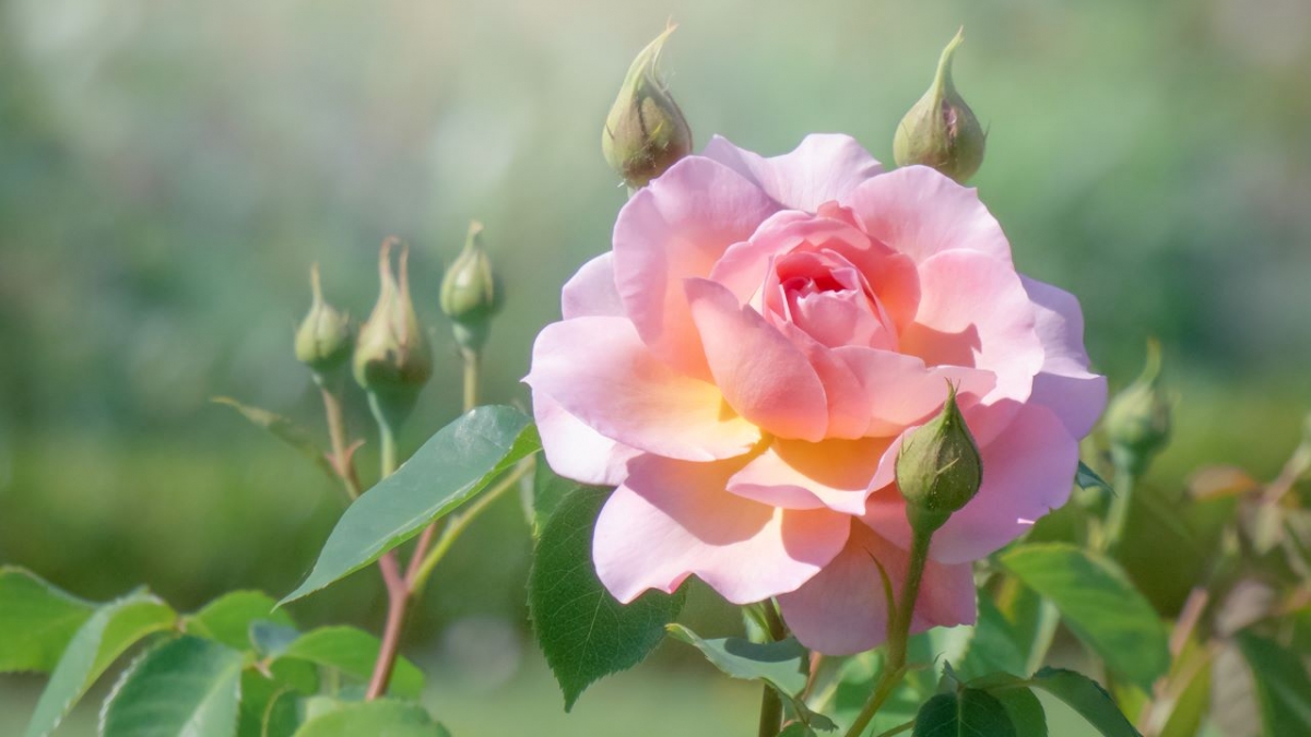 Rozw&oacute;j MCCCLXI