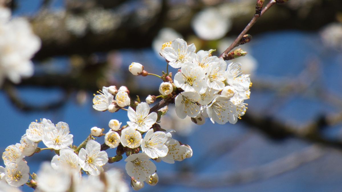 Rozw&oacute;j MDLXIX