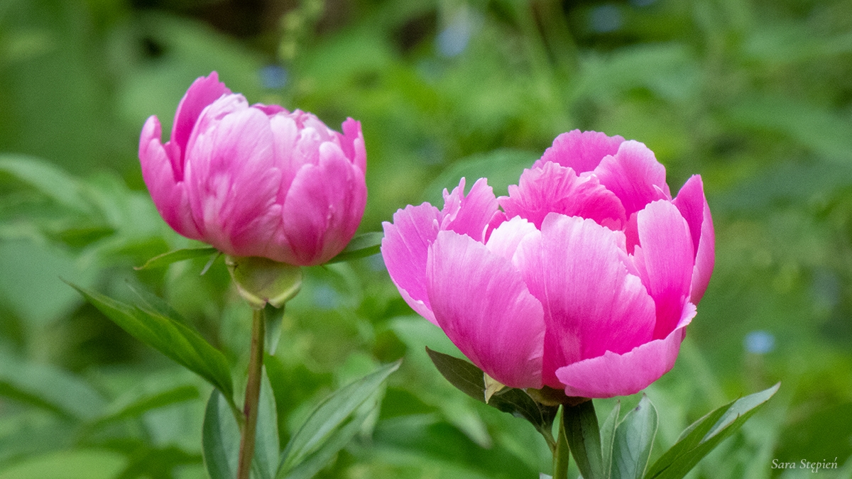 Rozw&oacute;j CCCVIII