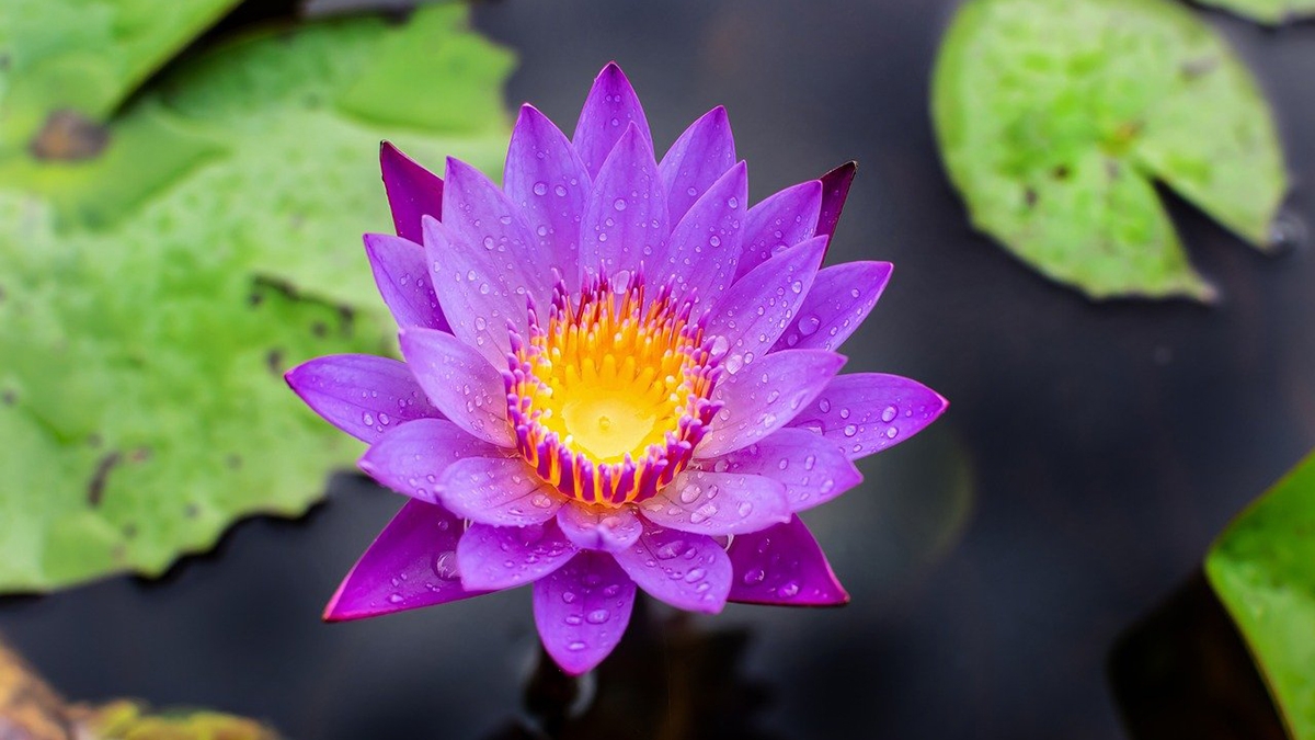 Rozw&oacute;j CMXCVII