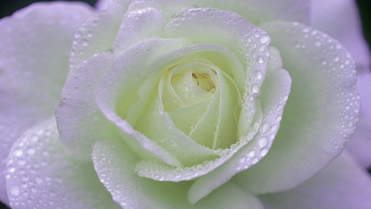 Rozw&oacute;j CMXCII