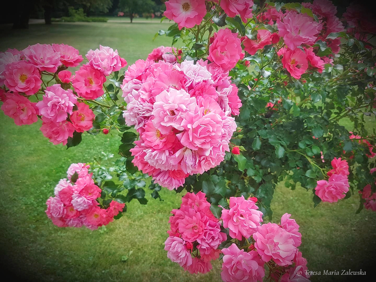 Rozw&oacute;j DLXXVII