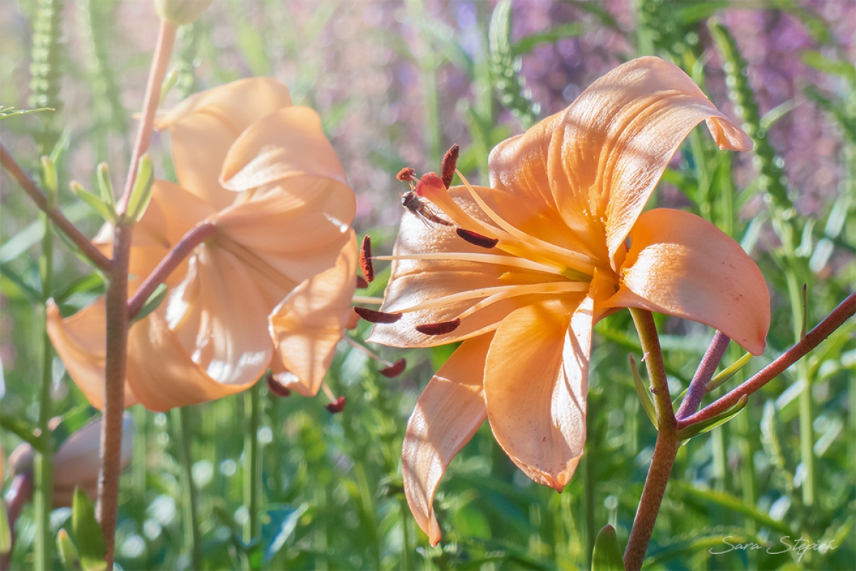 Rozw&oacute;j CDLXXV