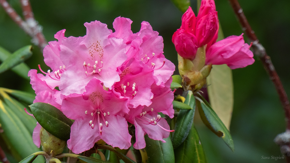 Rozw&oacute;j MCCXXXIII