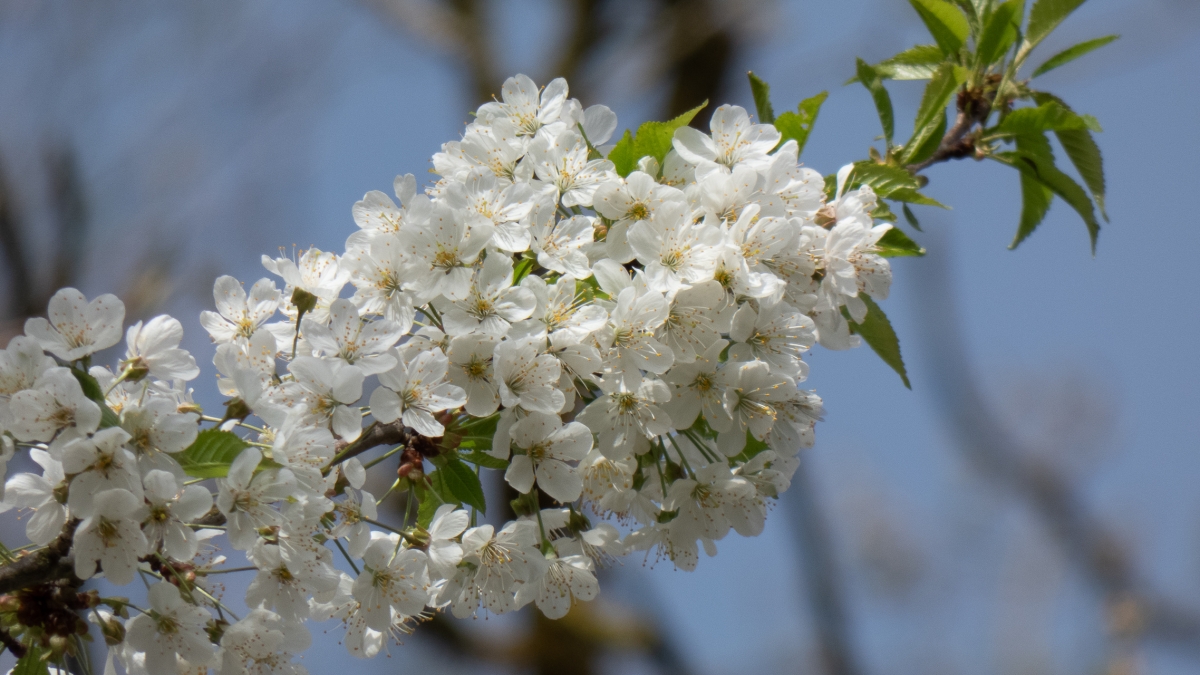 Row&oacute;j MCDXCVI