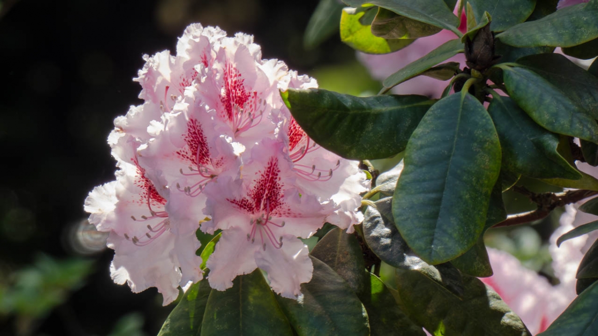 Rozw&oacute;j MCCCLI